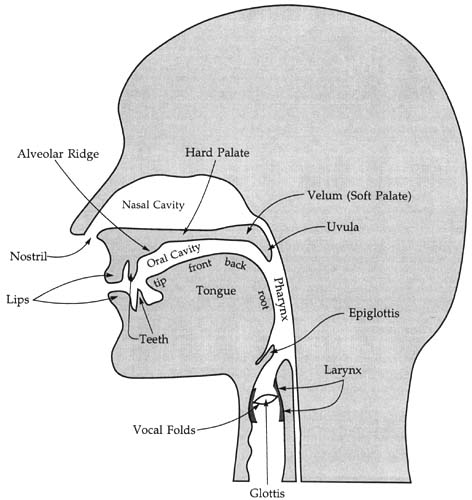 Place of articulation-yenglishtube